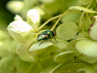 fly on leaf
