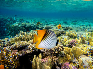 Chaetodon fasciatus or Butterfly fish in the Red Sea coral reef