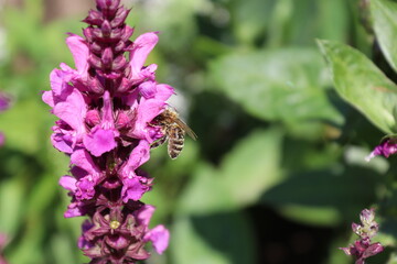 Delicate bee dance on flowers and blossoms, their diligent movements a tribute to nature. A harmonious interplay of colors and life, captured in enchanting moments.