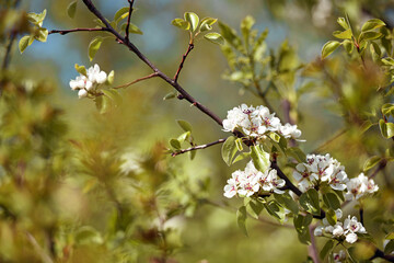 pear flowers. blooming tree in the garden. white delicate flowers and green and young leaves. Springtide. Branches of flowering pears on a green background. close-up. pear in the forest