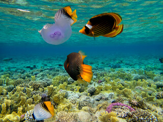 Chaetodon fasciatus or Butterfly fish in the Red Sea coral reef