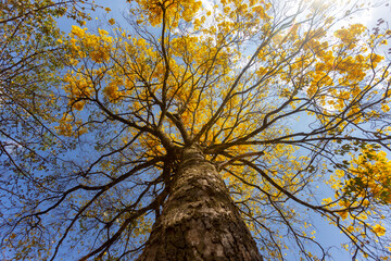 Natural Blooming Golden Trumpet Tree (in Portuguese: Ipe Amarelo; scientific name: Tabebuia chrysotricha or Handroantus chrysotrichus). This flower is the iconic national flower of Brazil.
