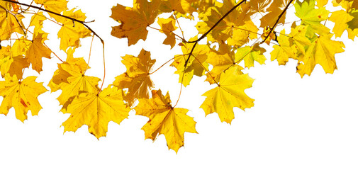 Meple leaves isolated on transparent background 