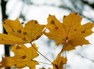 yellow tree leafs close-up in Fall season. Shallow depth of field. autumn park or forest. natural background. autumn season. macro photography. yellow maple leaves