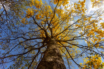 Natural Blooming Golden Trumpet Tree (in Portuguese: Ipe Amarelo; scientific name: Tabebuia chrysotricha or Handroantus chrysotrichus). This flower is the iconic national flower of Brazil.