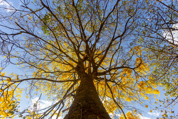 Natural Blooming Golden Trumpet Tree (in Portuguese: Ipe Amarelo; scientific name: Tabebuia chrysotricha or Handroantus chrysotrichus). This flower is the iconic national flower of Brazil.