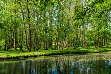 Fototapeta na wymiar Fairhaven Woodland & Water Garden. Lush country park of trees and water. Natural greenery in Fairhaven Park in southern England. Travel destination in the county Norfolk in the UK.