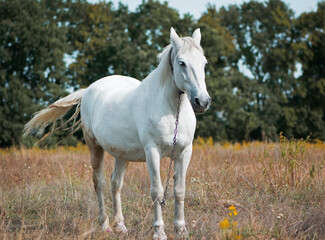 beautiful white horse on dry grass in the field. Arabian horse, white horse stands in an agriculture field with dry grass in sunny weather. strong, hardy and fast animal.