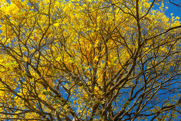 Natural Blooming Golden Trumpet Tree (in Portuguese: Ipe Amarelo; scientific name: Tabebuia chrysotricha or Handroantus chrysotrichus). This flower is the iconic national flower of Brazil.