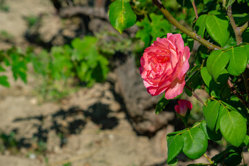 Photo of an isolated red rose flower in the leafy green and ground brown background
