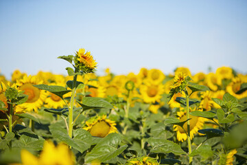 young bright yellow sunflower in the field. flowers of a sunflower in the sunlight. Yellow flowers on a farm field. Agriculture concept, organic products, good harvest. Growing seeds, oil.