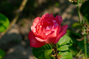 Photo of an isolated red rose flower in the leafy green and ground brown background