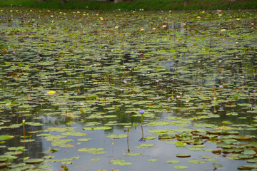 Lotus flowers in pond, sea or lake in national park in Thale Noi, Songkhla, Thailand. Nature landscape background.