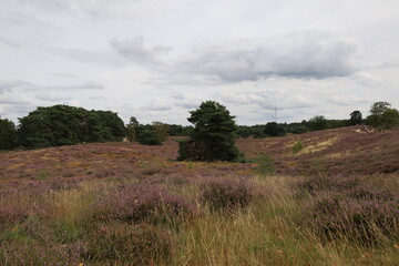 Obraz premium Westrup Heath , near Haltern am See in Germany. Westruper Heide. View over a heathland field in full bloom in Germany. 