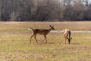 Naklejka na ściany i meble White-tailed Deer Feeding In A Newly Planted Field In Spring In Wisconsin