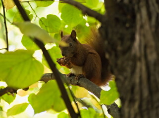 squirrel eating a nut