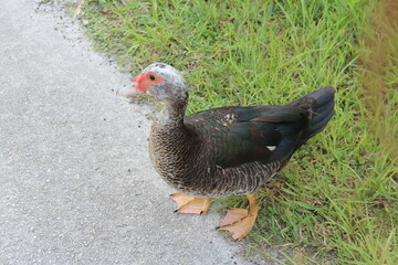 duck close up during summer