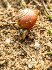 snail closeup