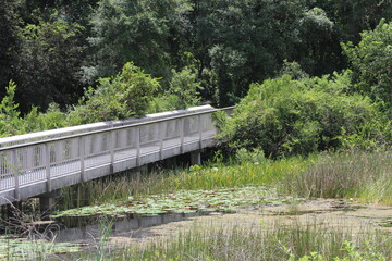 pathway to the everglades