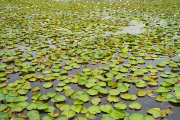Lotus flowers in pond, sea or lake in national park in Thale Noi, Songkhla, Thailand. Nature landscape background.