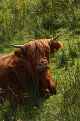 Brown Highland cow in Scotland