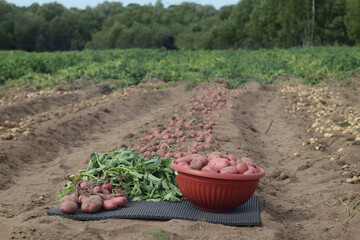 Freshly dug organic potatoes in the field, on the ground and in a bowl, harvesting