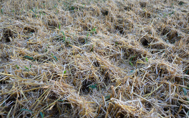 wheat straw on a mowed field after harvest. dry straw lies waiting for the baler. harvesting ripe wheat in the countryside