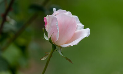 Photograph of beautiful roses in the garden.