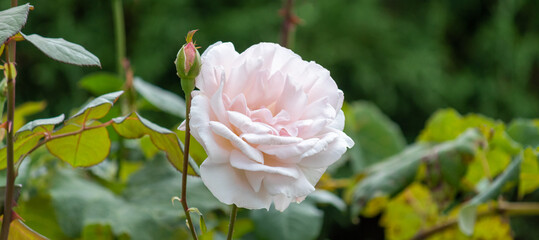Photograph of beautiful roses in the garden.