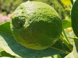 lime fruit on tree