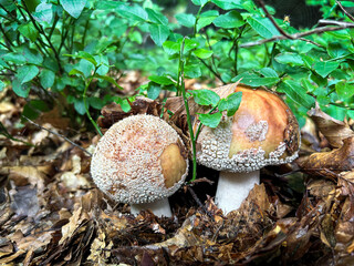 Detail shot of amazing edible mushroom amanita rubescens known as blusher