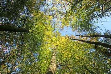 Fototapeta premium Looking up Beech trees in Autumn 
