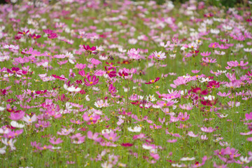 Fototapeta premium Pink bloom flowers in national garden park, Thailand. Nature landscape background in travel trip and vacation concept.