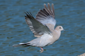 The Eurasian collared dove (Streptopelia decaocto) is a dove species native to Europe and Asia; it was introduced to Japan, North America and islands in the Caribbean