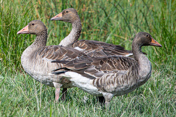 The common goose anser anser is a species of anseriform bird in the Anatidae family native to Eurasia and North Africa common in aiguamolls emporda girona spain