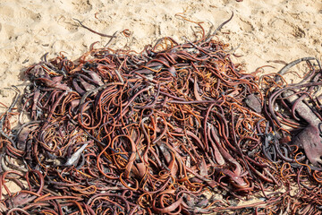 close up of a cochayuyo seaweed beach Cochoa,  Reñaca Vina del Mar beach, Valparaiso, Chile