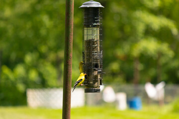 I love the look of these goldfinches on this birdfeeder. The brightly colored birds really love to...