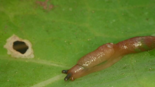 Close-up of a slug. Gastropod mollusc. Snail parasitizes or leafy cabbage