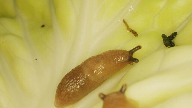 Close-up of a slug. Gastropod mollusc. Snail parasitizes or leafy cabbage