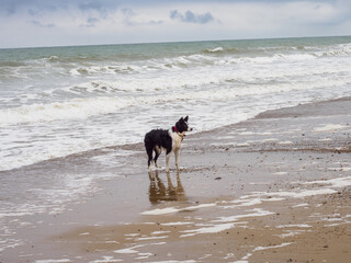 Focused border collie dog