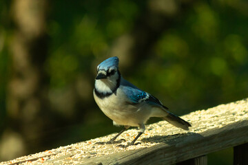 This beautiful blue jay was perched on the wooden railing of the deck when I took this picture. The little bird came in for some birdseed. I love the blue, white and grey of his feathers.