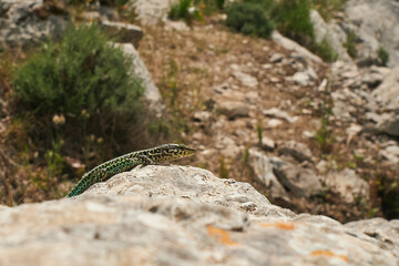 Tyrrhenische Mauereidechse, Podarcis tiliguerta, Punta Catirina, Sardinien, Italien