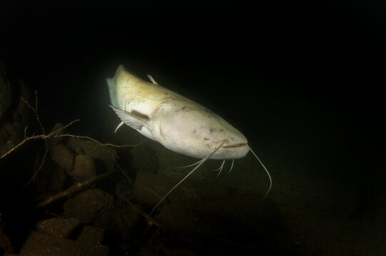 Wels catfish is swimming in dark water. Huge white silurus glanis in the lake. Fish predator in the lake. Rare albino catfish during dive. European water.