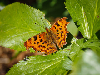 butterfly on leaf