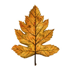 Bright orange autumn leaf of a wild service tree, hand drawn watercolor illustration isolated on white background. For design of patterns, textiles, stickers, postcards, greeting cards, invitations.