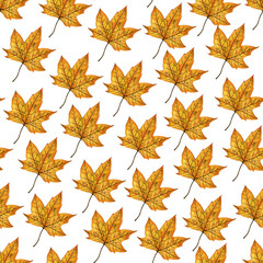 Seamless pattern with bright orange autumn leaf of a maple tree, hand drawn watercolor illustration isolated on white background. For textiles, postcards, greeting cards, invitations, backgrounds.