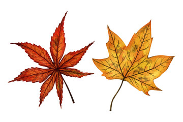 A set of autumn leaves (maple and japanese maple), hand drawn watercolor illustration isolated on white background. For design of patterns, textiles, stickers, postcards, greeting cards, invitations.