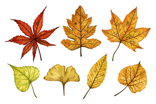 A set of autumn leaves (linden, maple, ginkgo), hand drawn watercolor illustration isolated on white background. For design of patterns, textiles, stickers, postcards, greeting cards, invitations.