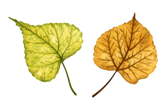 A set of 2 autumn leaves of a linden tree, hand drawn watercolor illustration isolated on white background. For design of patterns, textiles, stickers, postcards, greeting cards, invitations.