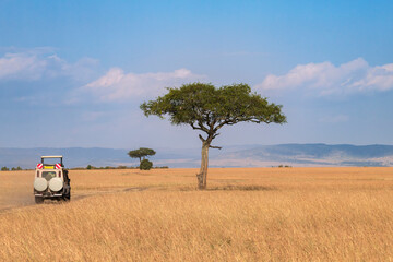 panoramic view of savannah landscape in kenya with umbrella acacia and four wheel drive vehicle at game drive